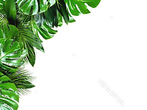 Close up of bouquets of various fresh tropical leaves on white background