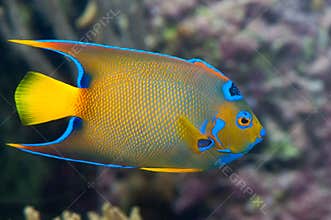 A colorful emperor fish