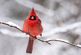 A Cardinal in the Snow in Winter