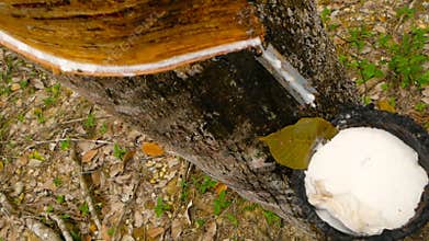 Plantation for the extraction of natural latex from rubber trees.