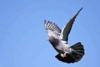 Pigeon in flight