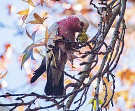 Galah eating from tree
