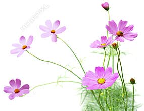 Cosmos flower