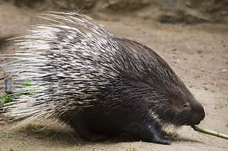 Indian Crested Porcupine
