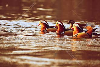 Closeup male mandarin duck Aix galericulata swimming on the water with reflection. A beautiful bird living in the wild.
