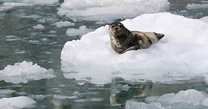 Wild Alaska seal on the ice