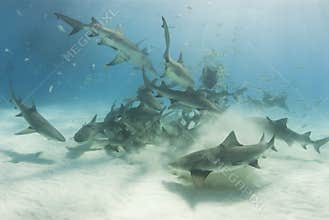 School of Scavenging Lemon Sharks