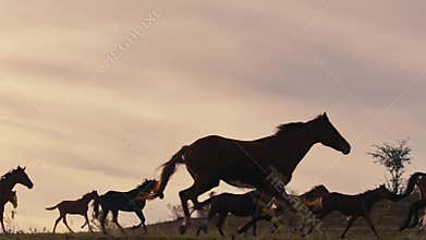 Horses running on a grass field