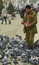 Old man feeding pigeons