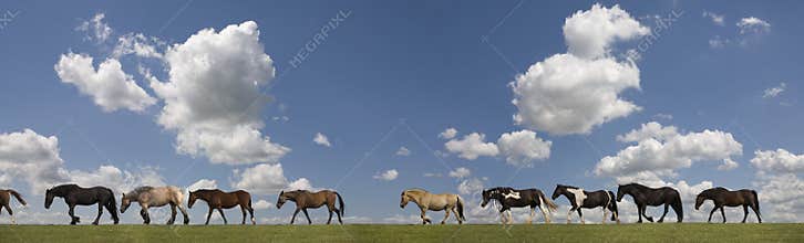Horses one behind the other