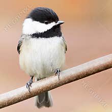 Adorable black-capped chickadee small bird