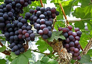 Grapes on vine