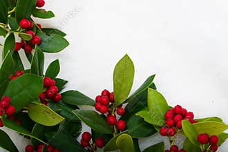 Christmas Holly Border