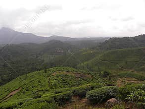 Tea plantation at Wayanad with hills and clouds on the background