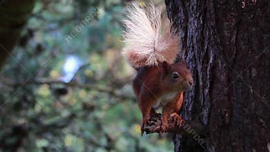 Red Squirrel, Sciurus vulgaris, eating, feeding, scratching in a pine tree, moray , scotland