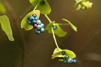 Mile a Minute Vine with Berries