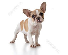 Cute Puppy Dog With Head Tilted