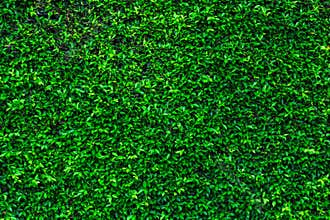 Backdrop of green leaves natural wall.