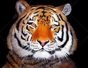 Hand drawn tiger