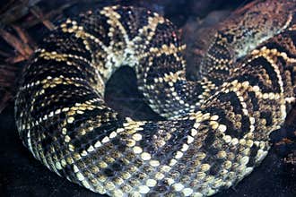 Diamond skin pattern of Eastern diamond back rattlesnake