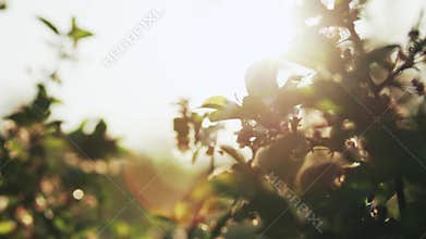 Flower of apple in the garden