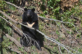 Himalayan bear in the forest, Primorsky Krai