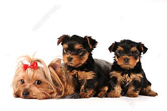Family group of yorkshire terrier