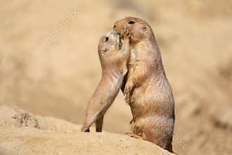 Black-tailed prairie dog
