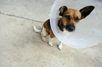 Dog with Elizabethian collar