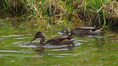 Mallard duck diving