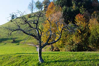 Dead apple tree on a sunny autumn day