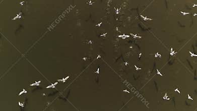 Overhead drone shot of group of white birds gulls flying above dark lake on a sunny day in Europe Lithuania. Background for te