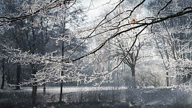 Winter scenery and falling snow