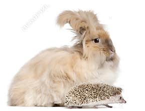 English Angora rabbit and a Four-toed Hedgehog, Atelerix albiventris