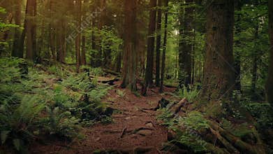 Track through woods at sunset