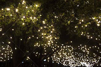 Park trees covered with bulb string lights.