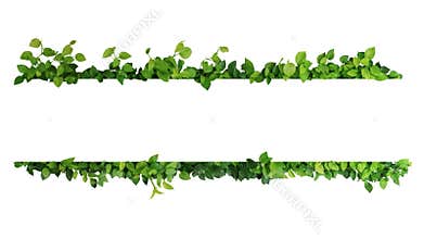 Green leaves nature frame border of devil`s ivy or golden pothos