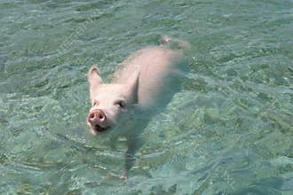 Pig swimming