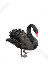 Black Swan