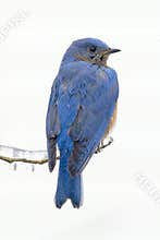 Eastern bluebird (sialia sialis)