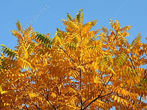 Manchu walnut Juglans mandshurica foliage