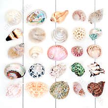 Beautiful Seashell Collection
