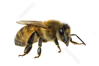 Single Bee isolated on white