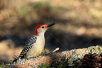 Red-bellied Woodpecker on Cedar Tree Branch Close-up