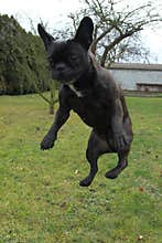 Jumping french bulldog
