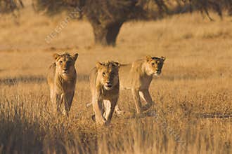 Lions hunting