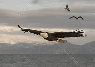 Bald Eagle