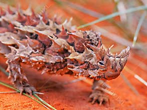 Close up of the head of a thorny devil lizard