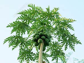 Papayas