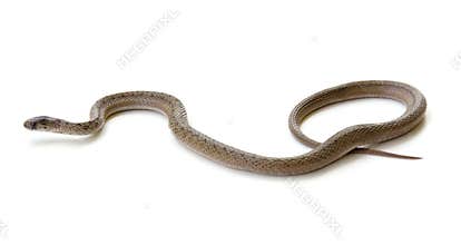 Northern Brown Snake